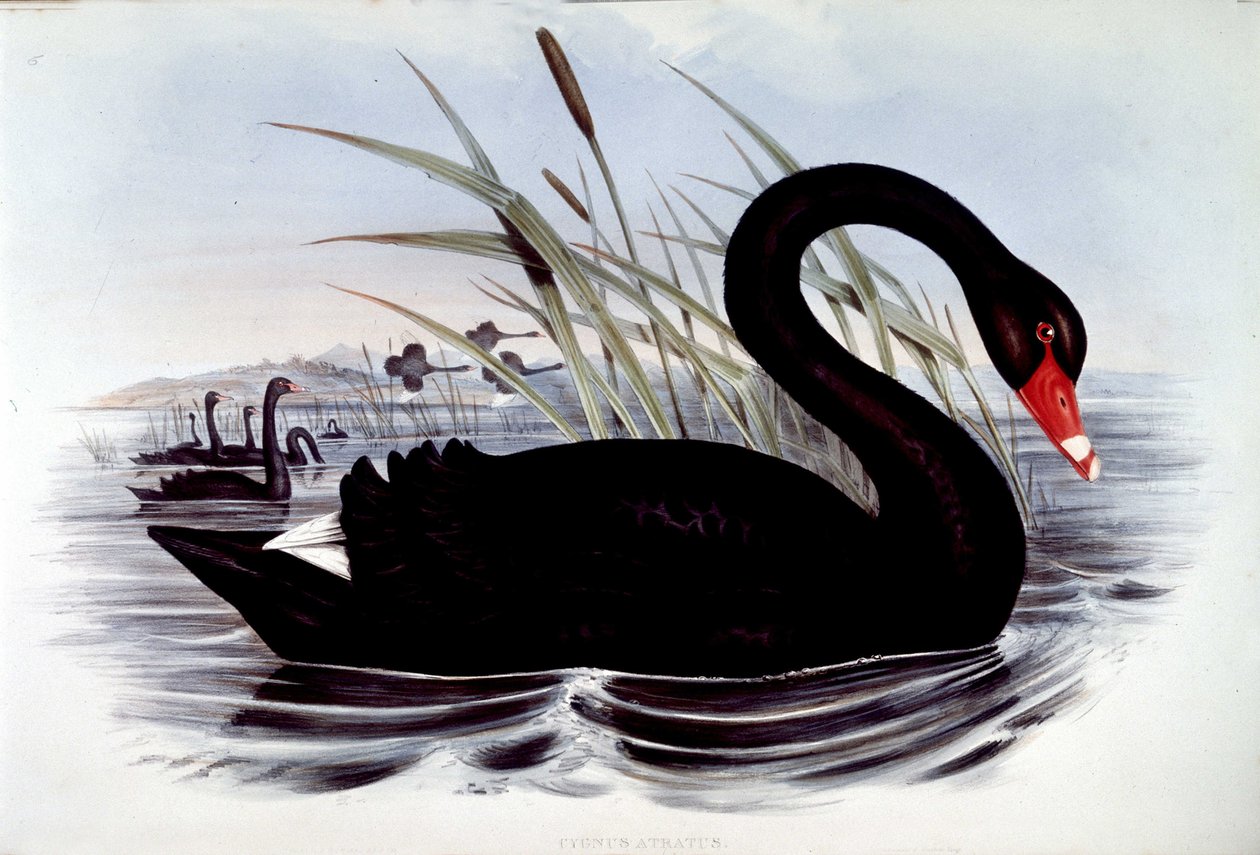 Black swan (cygnus atratus) - from J. Gould