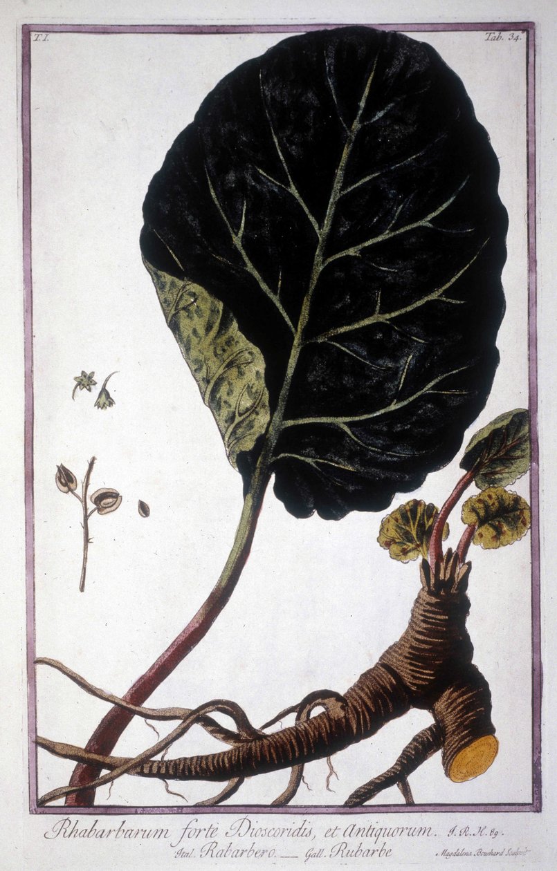 Botanical Board: Leaf and Roots of Rhubarb. 19th Century Herbarium by Unknown artist