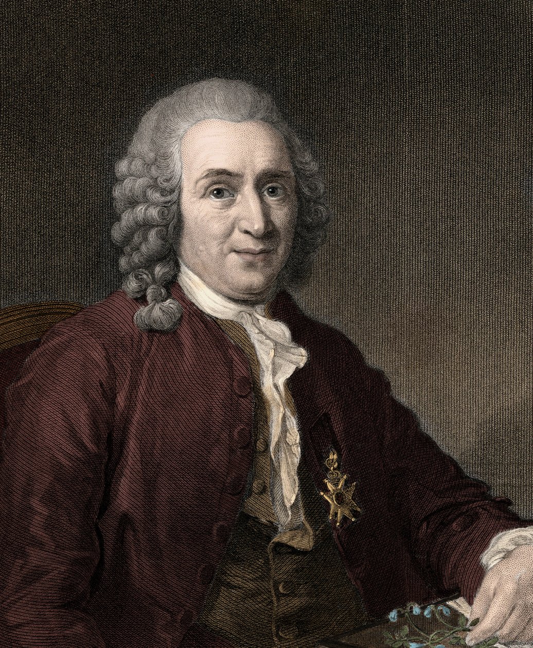 Carl von Linné by Unknown artist
