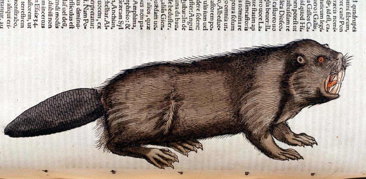 Castor - in 