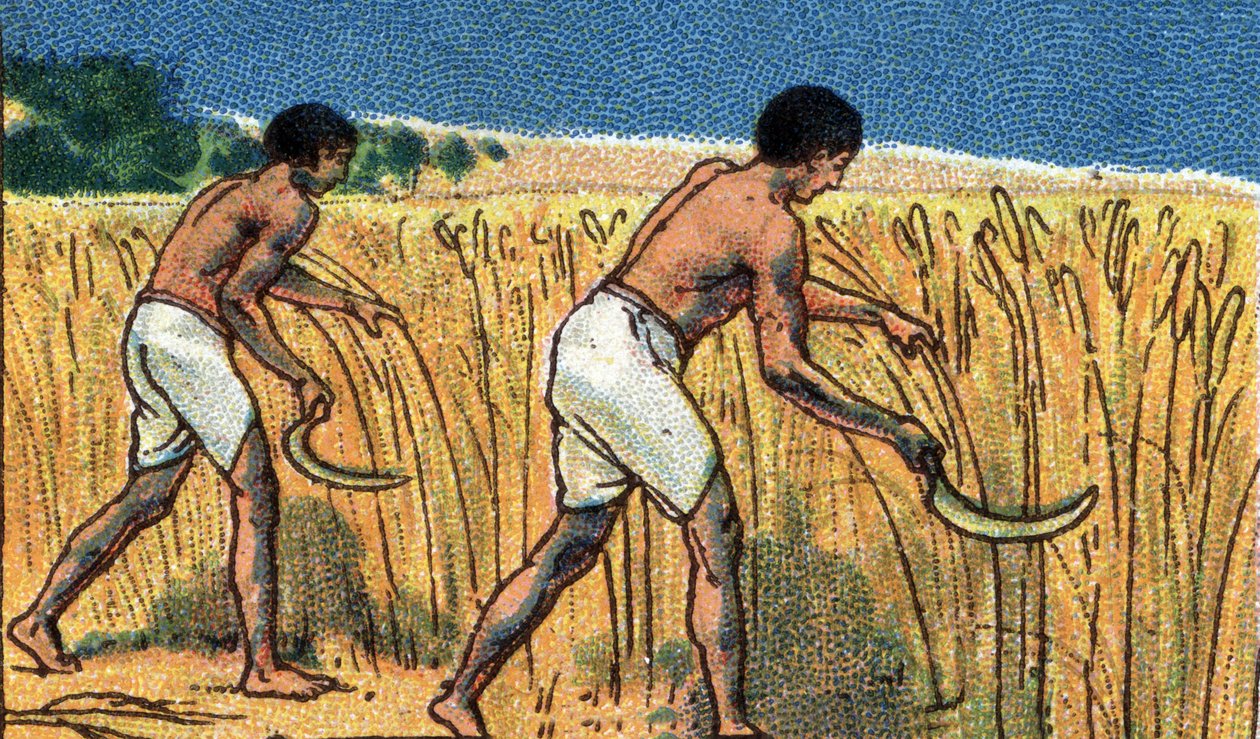 Daily Life in Ancient Egypt: Peasants Harvesting Wheat, Early 20th Century by Unknown Artist