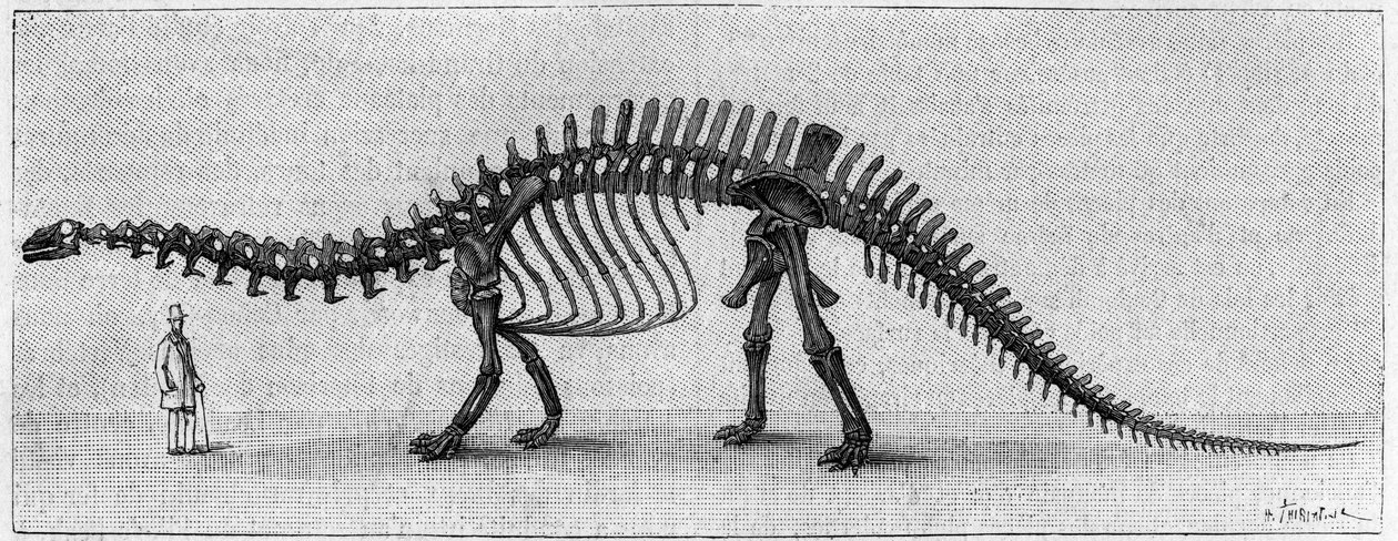 Dinosaur Skeleton: 