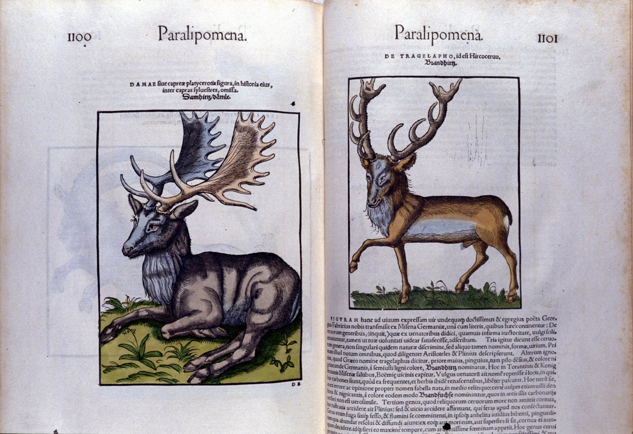 Double Page of Deer in Historia Animalium by Conrad Gesner (1516 - 1565), Tiguri by Unknown artist