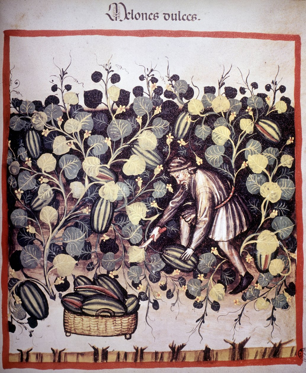 Engraving representing the collection of melons from 