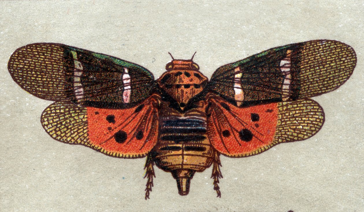 Entomology: Cicada with Nine Spots, Insect Series, Early 20th Century