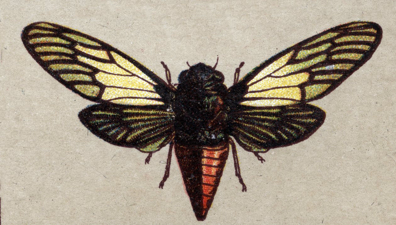 Entomology: representation of a red cicada, insect series, early 20th ...