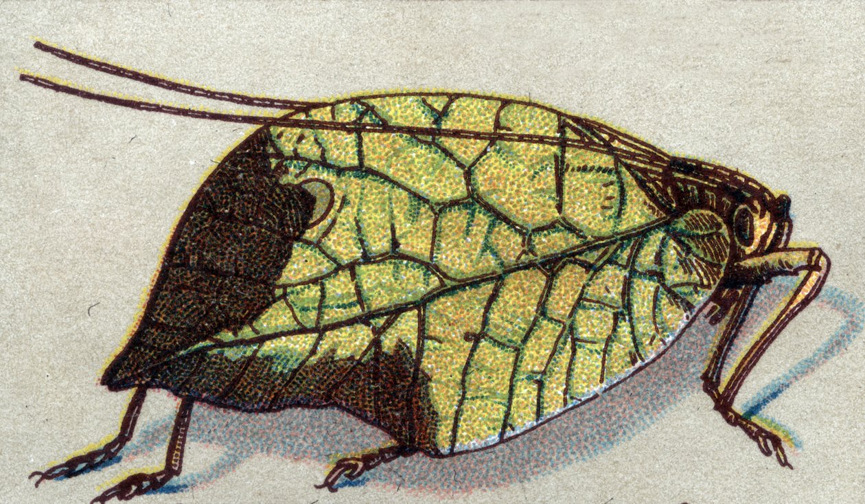 Entomology: Representation of a Wandering Leaf, Insect Series, Early 20th Century by Unknown Artist
