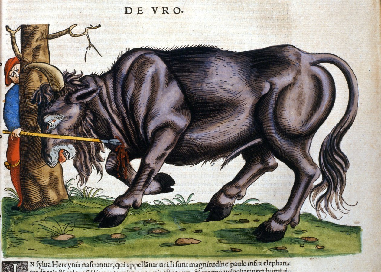 European bison whose breed died in the 17th century in “Historia Animalium” by Konrad Gesner. by Unknown artist