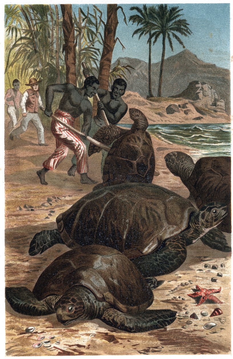 Green Sea Turtle (Chelonia mydas) - engraving from 