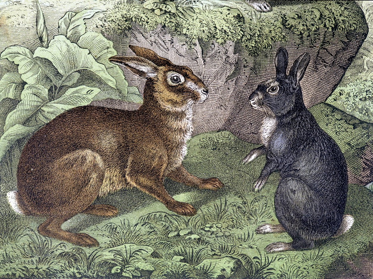Hare and Rabbit - in 