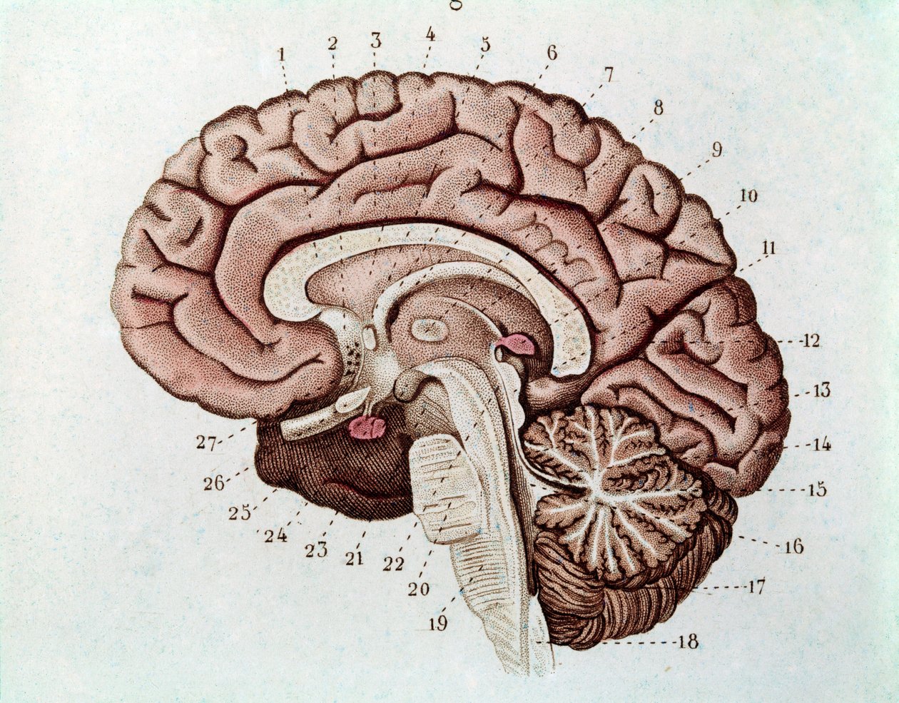 Human brain section with cerebral hemispheres and cerebellum by Unknown artist