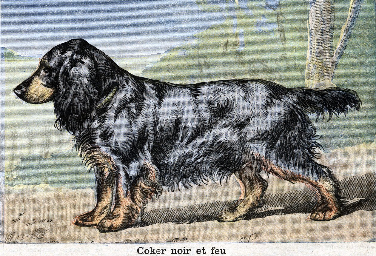 Hunting dog: Black cocker and fire by Unknown artist
