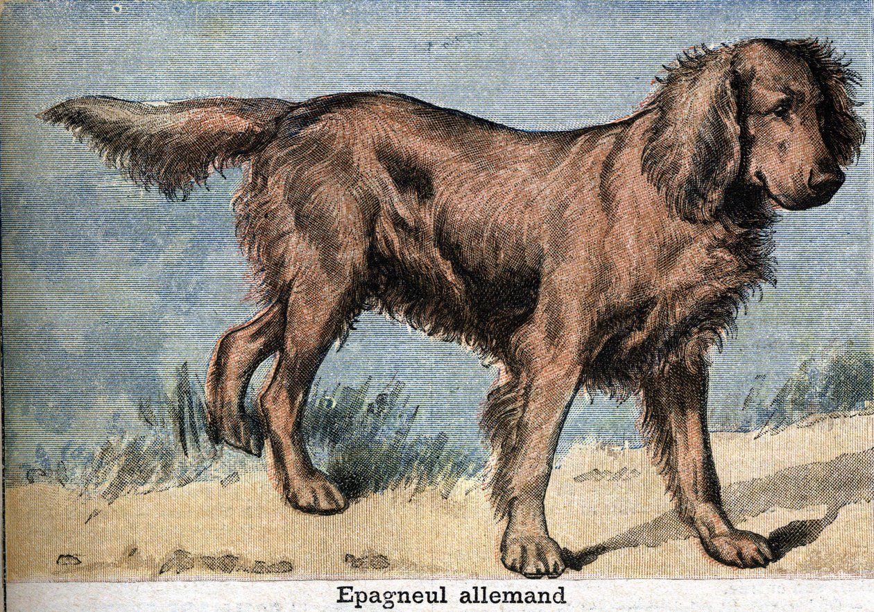 Hunting dog: German spaniel by Unknown artist