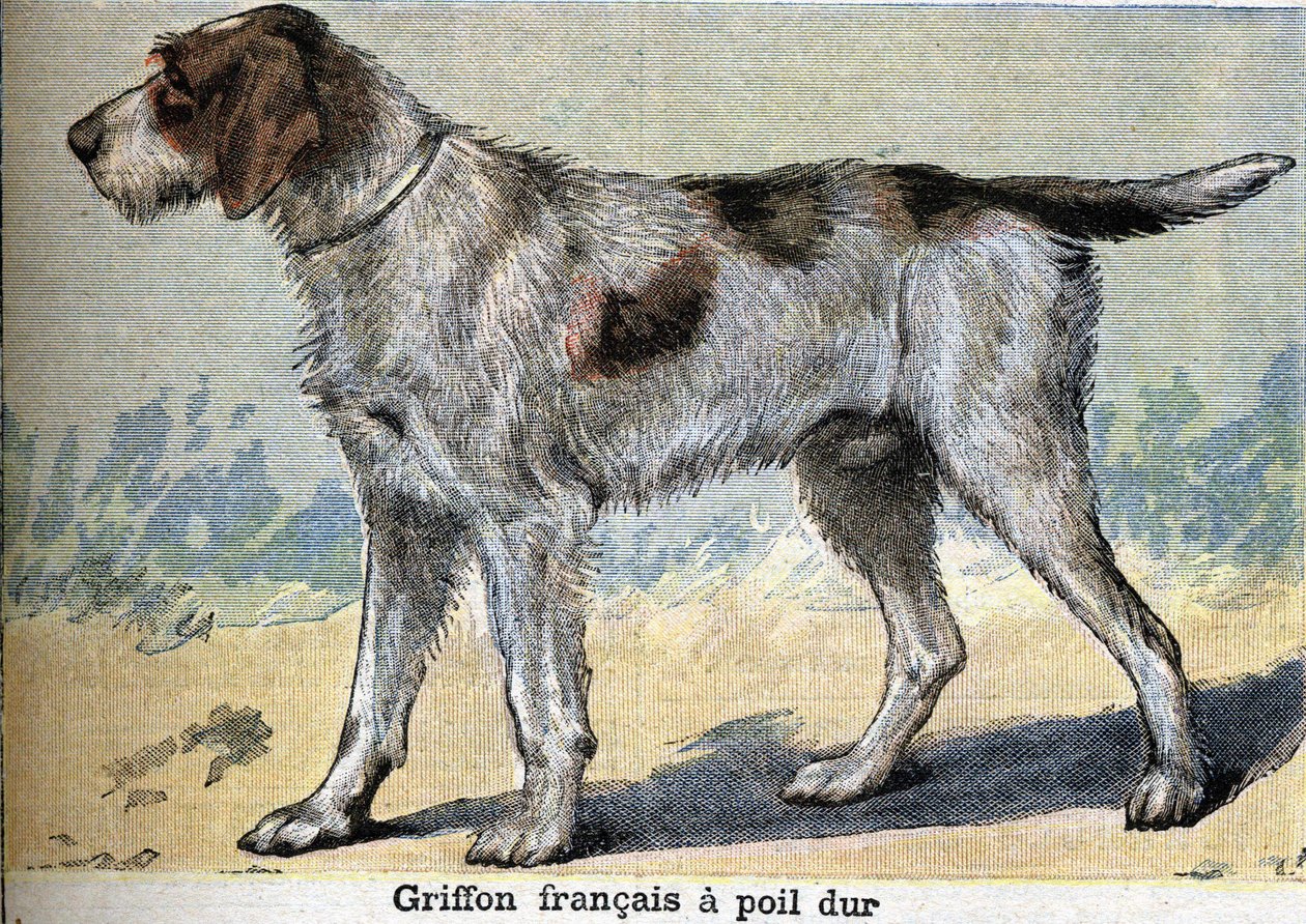 Hunting dog: Griffon français hard-haired by Unknown artist