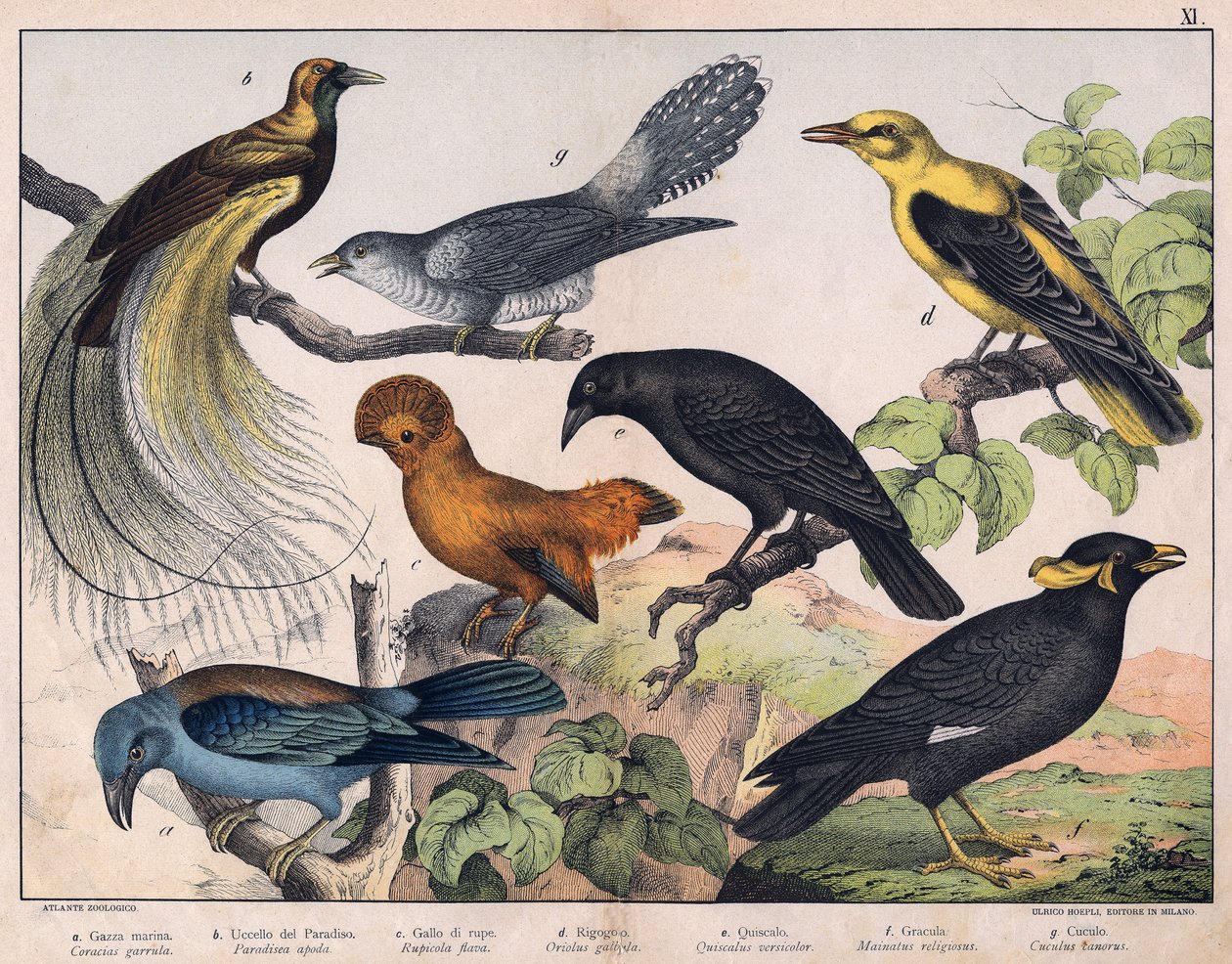 Illustration for “Natural History of Birds”, ed. Hoepli, Milan by Unknown Artist