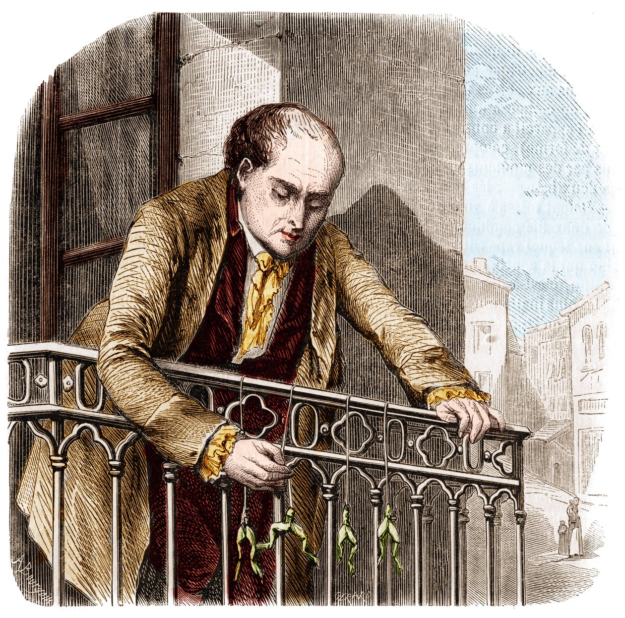 Illustration of experiments by Luigi Galvani, Italian physicist and doctor with frogs by Unknown artist