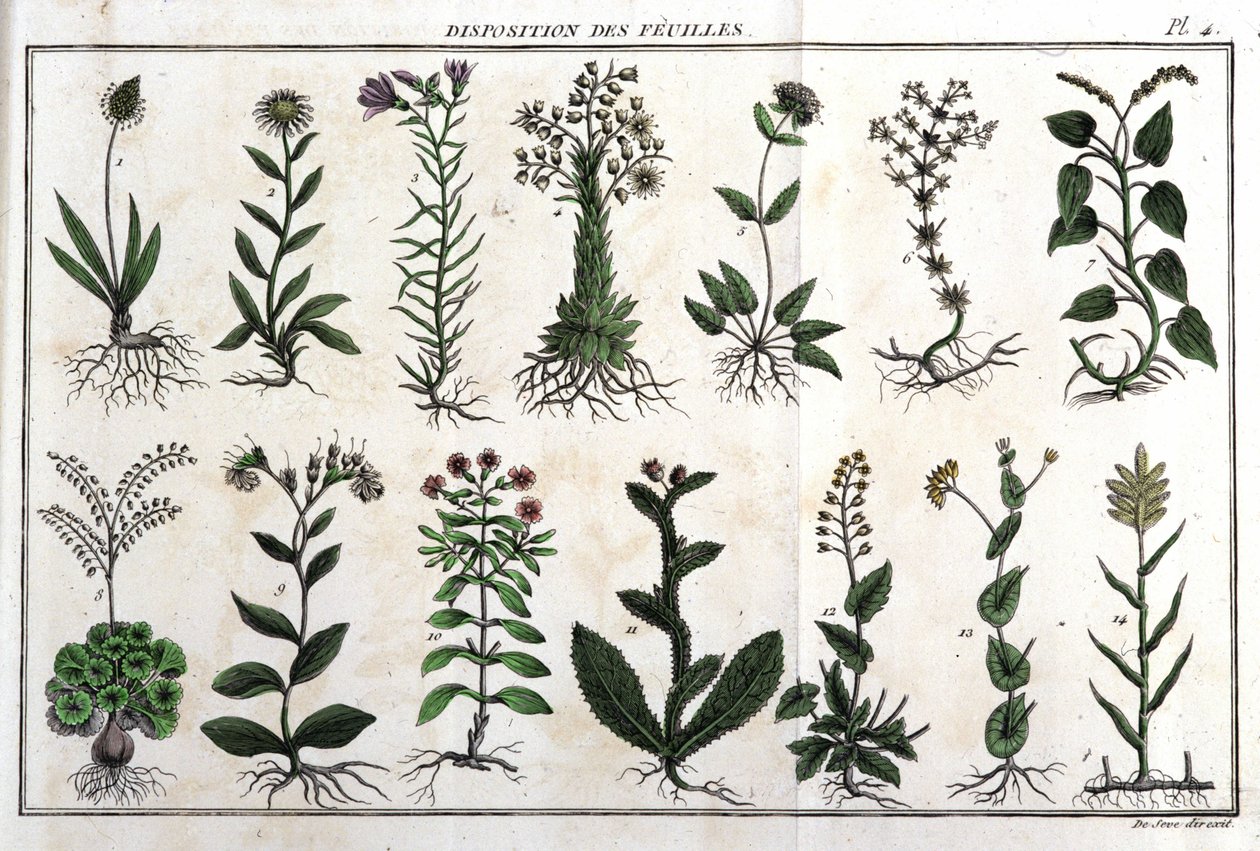 Layout of the leaves: in 