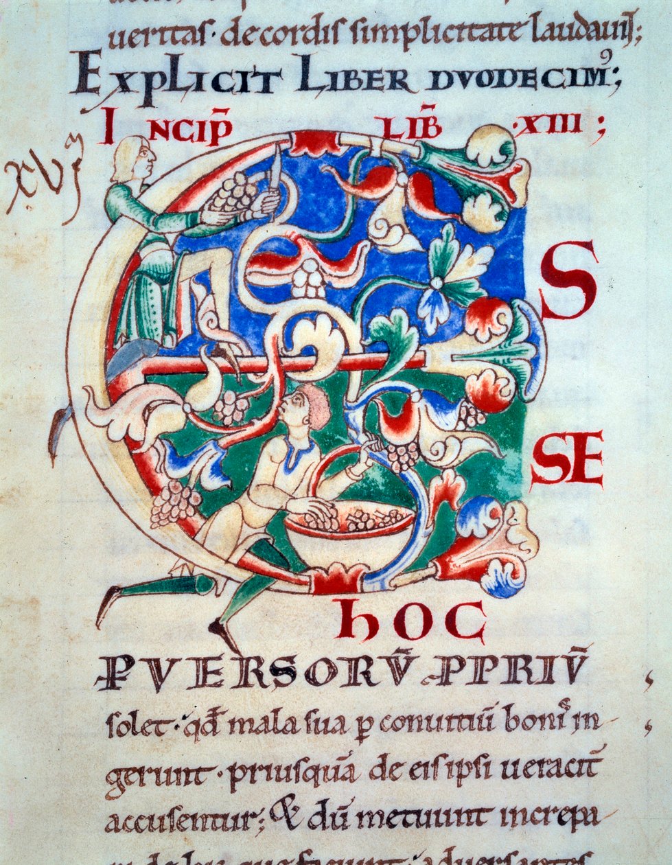 Lettrine C; a Vine Early 12th Century. Miniature of the Middle Ages. Manuscript 