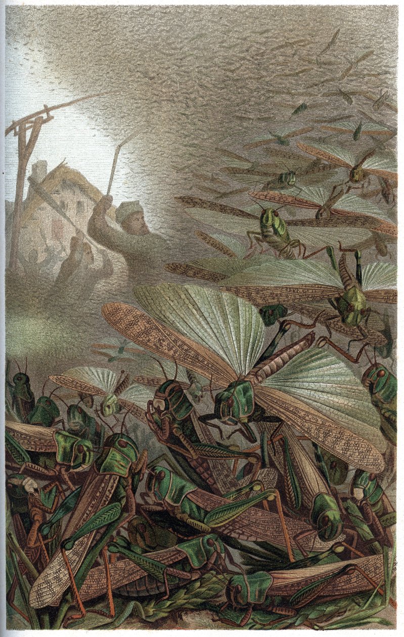 Migratory Locust - Engraving from 