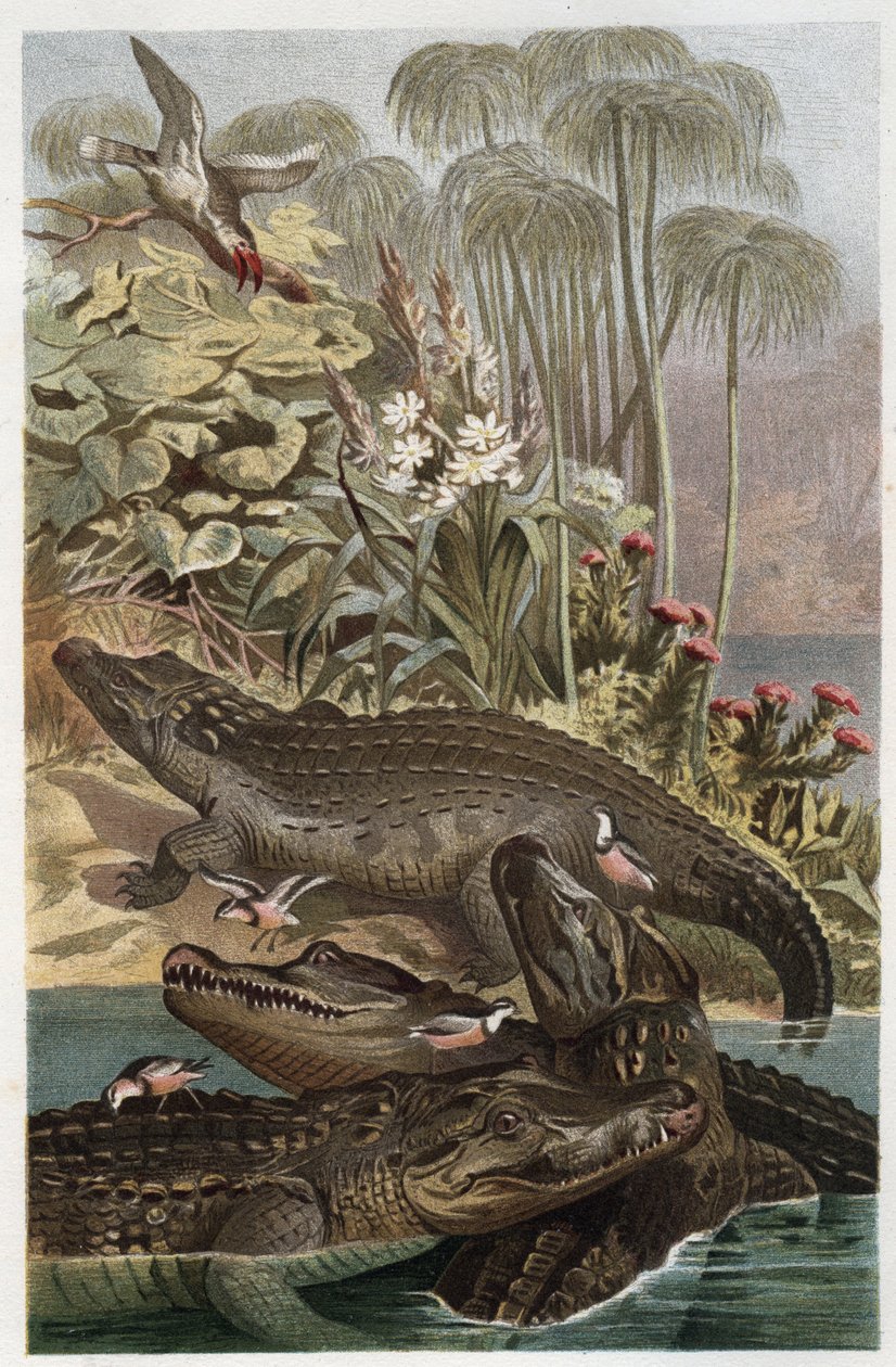 Nile Crocodile - engraving from 