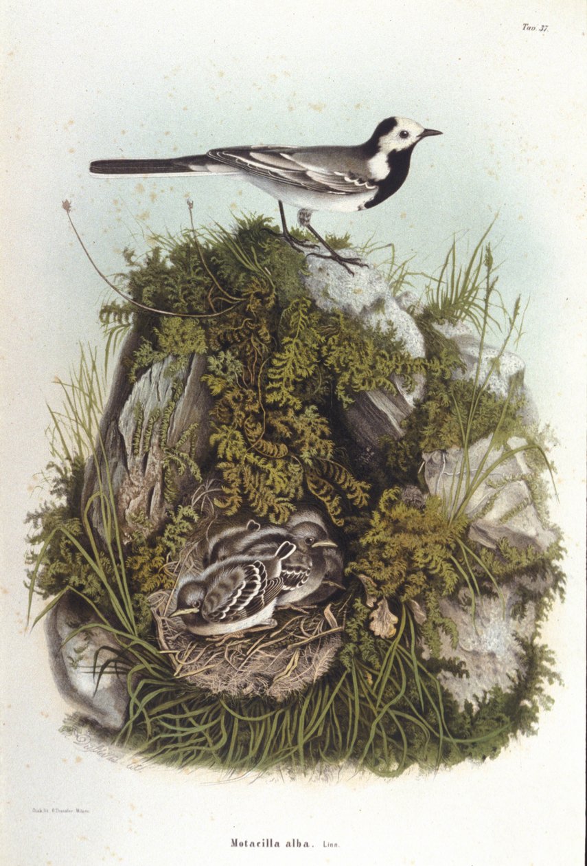 Ornithology: a grey wagtail (Motacilla alba) near the nest of its young. 19th century zoology board by Unknown artist