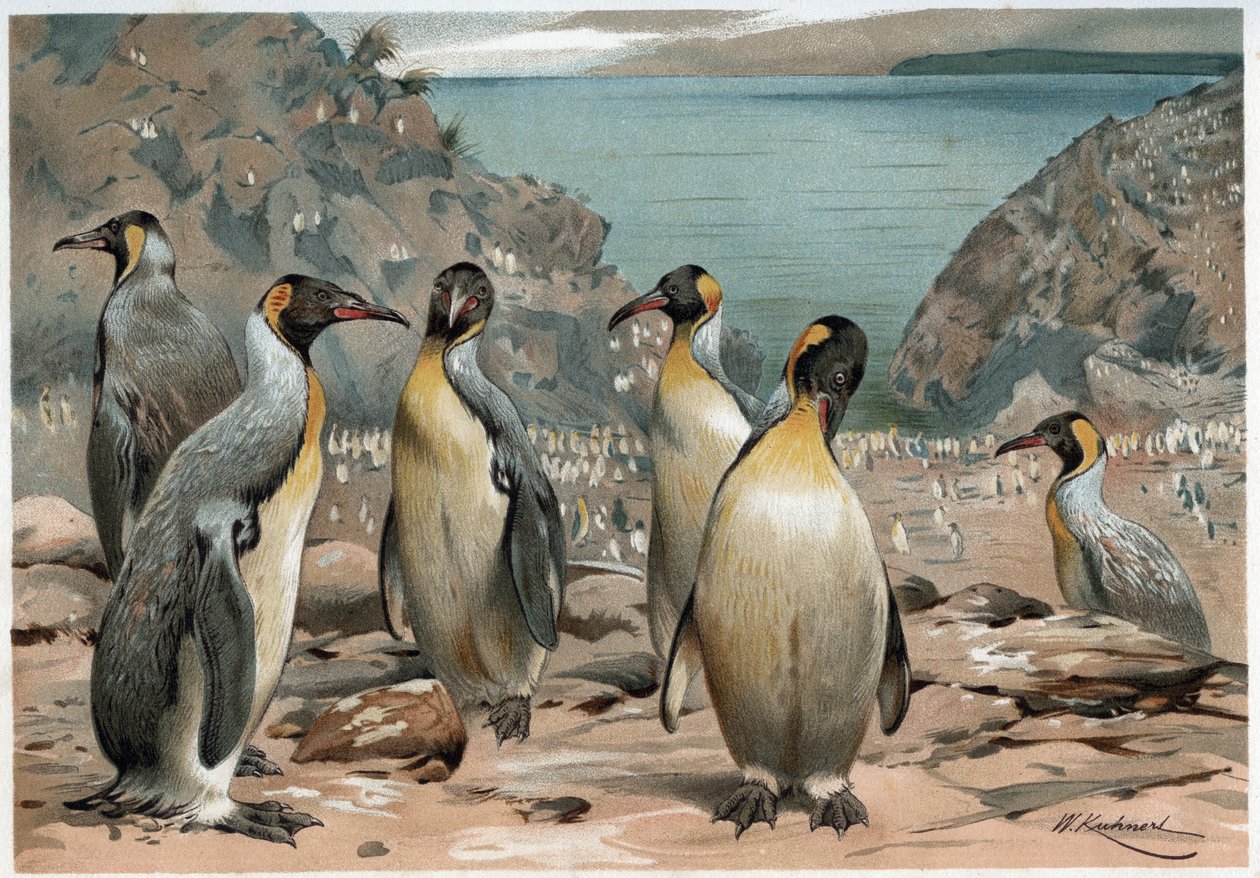 Penguins - in 