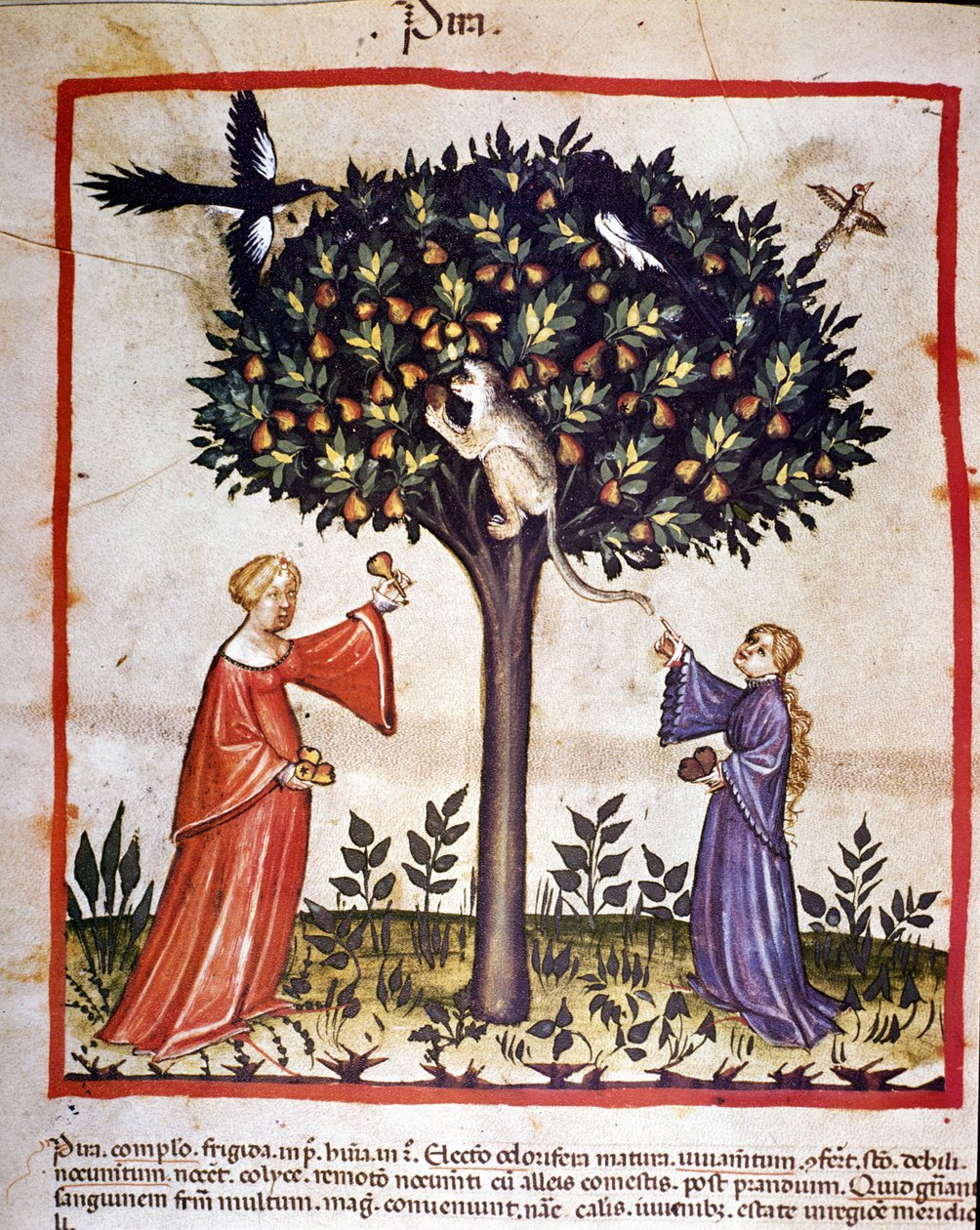 Picking pears. Illumination from the milking of medicine and dietetics 