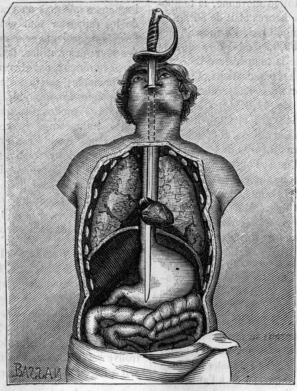 Position occupied by the blade in the body of a swallow. Engraving in La Nature: revue des sciences et de leurs applications aux arts et a l