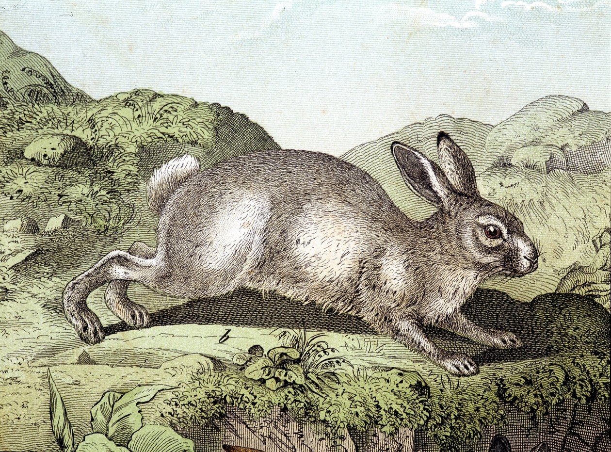 Rabbit - in 
