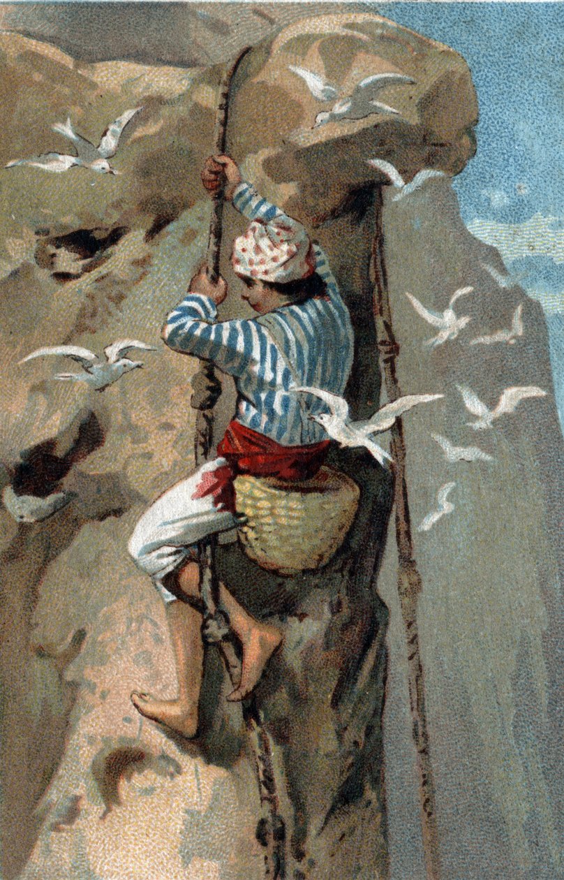 Recollection of salangan swallows nests in Malaysia. Chromolithography of the late 19th century by Unknown artist