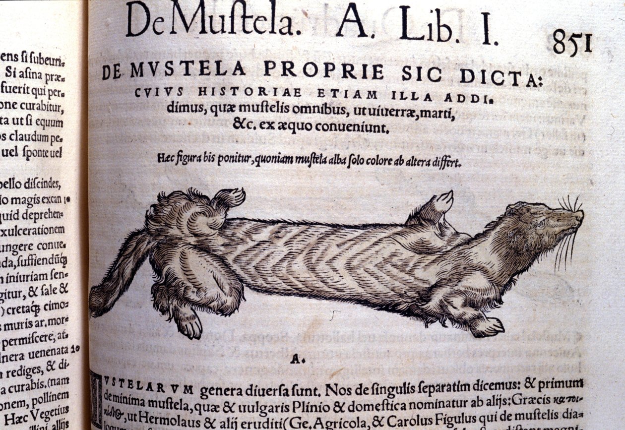 Representation of a Mustella (Family of Mustelids) Related to the Weasel - in Historia Animalium by Conrad Gesner, Tiguri by Unknown artist