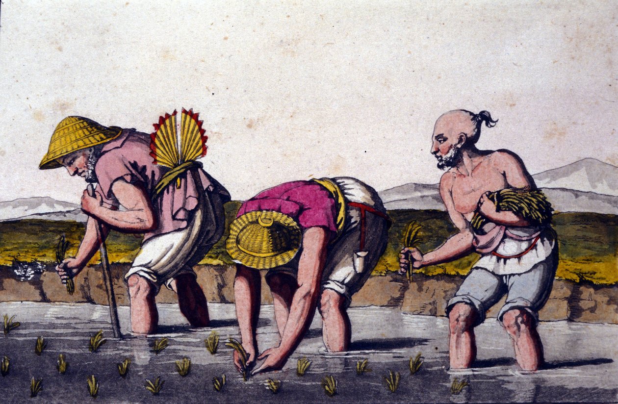 Rice cultivation in China by Unknown artist