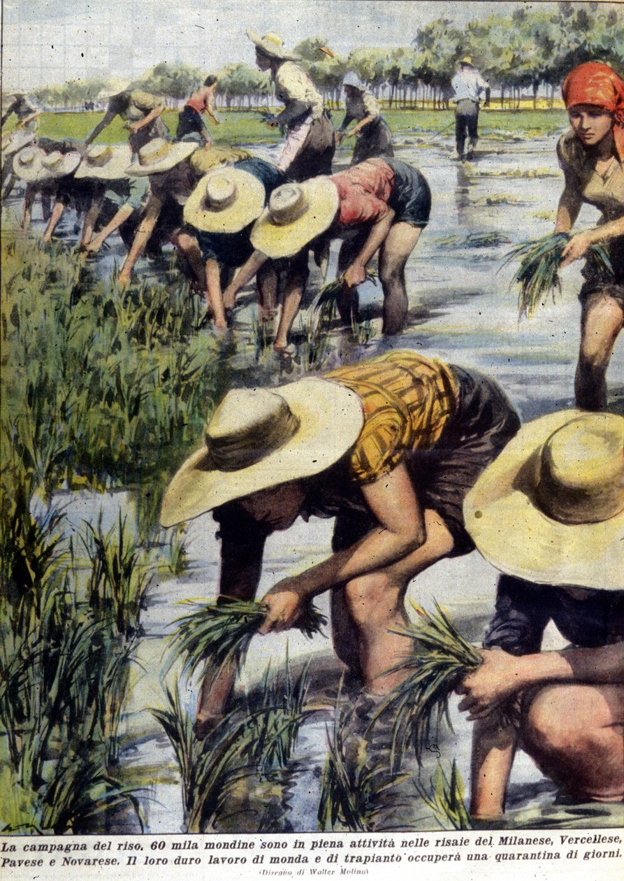 Rice replanting in the vicinity of Milan in 1954 by Unknown artist