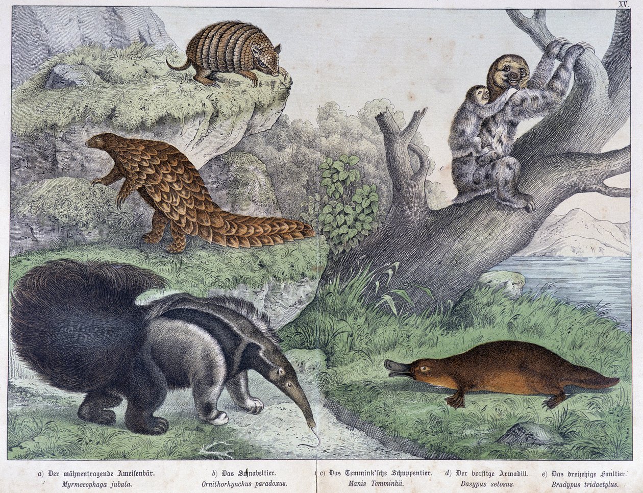 Rodent: Armadillo, Sloth, Anteater - in 