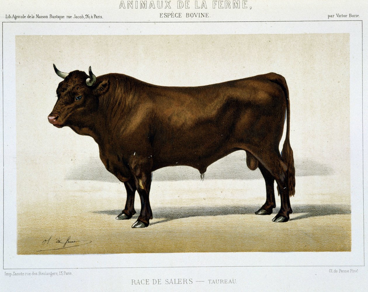 Salers Breed Taurus - in “Farm Animals” by Unknown artist