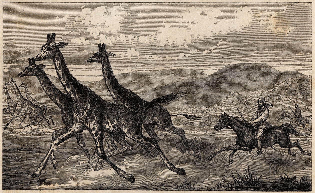 Samuel W. Baker Hunting Giraffe in Central Africa, Engraving to Illustrate the Voyage to Lake Albert by Sir Samuel White Baker by Unknown artist