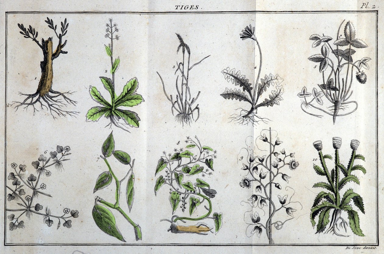 Stems: in 