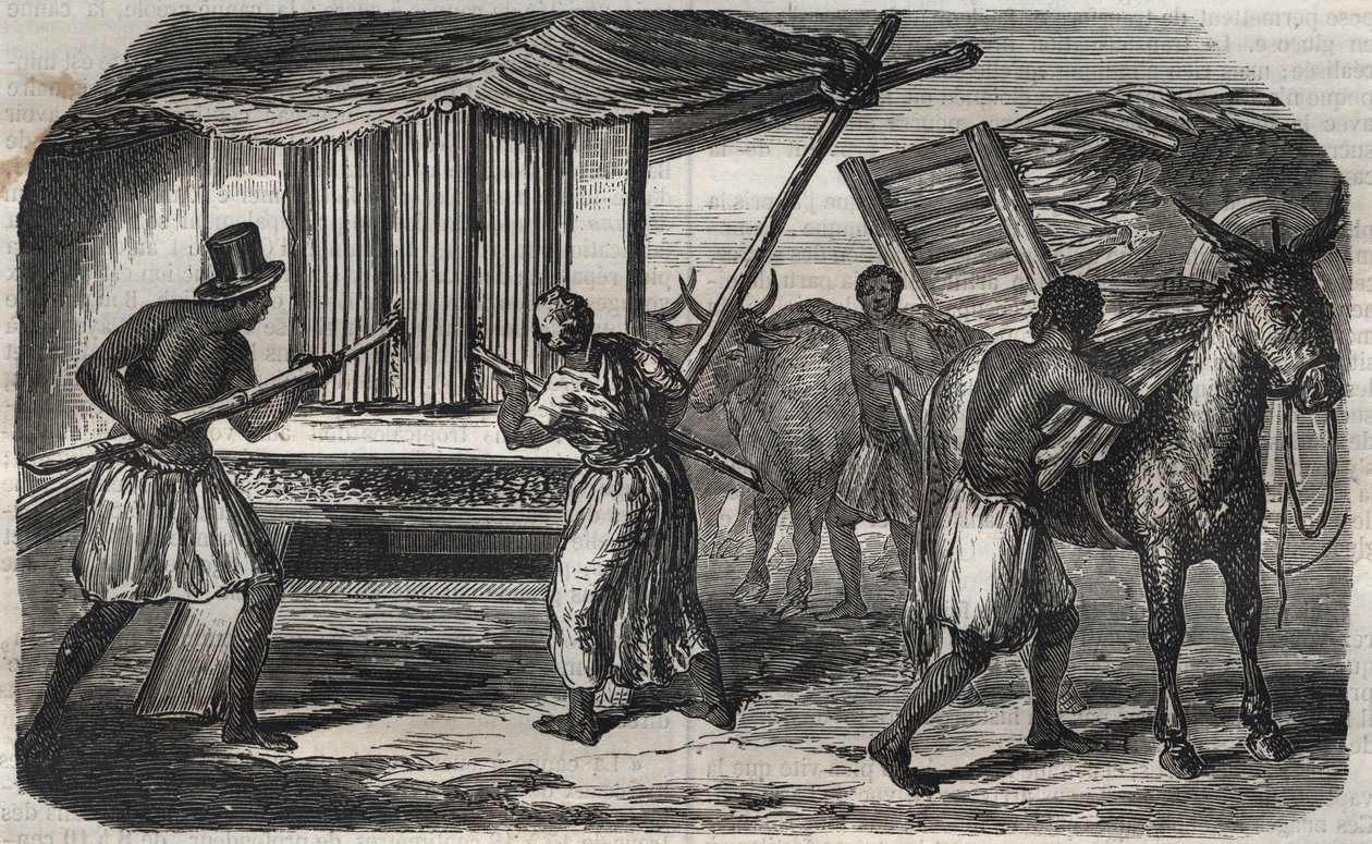 Sugar Manufacturing: A Sugar Cane Mill in a Sugar Factory in the West Indies. Engraving from 1859 by Unknown artist