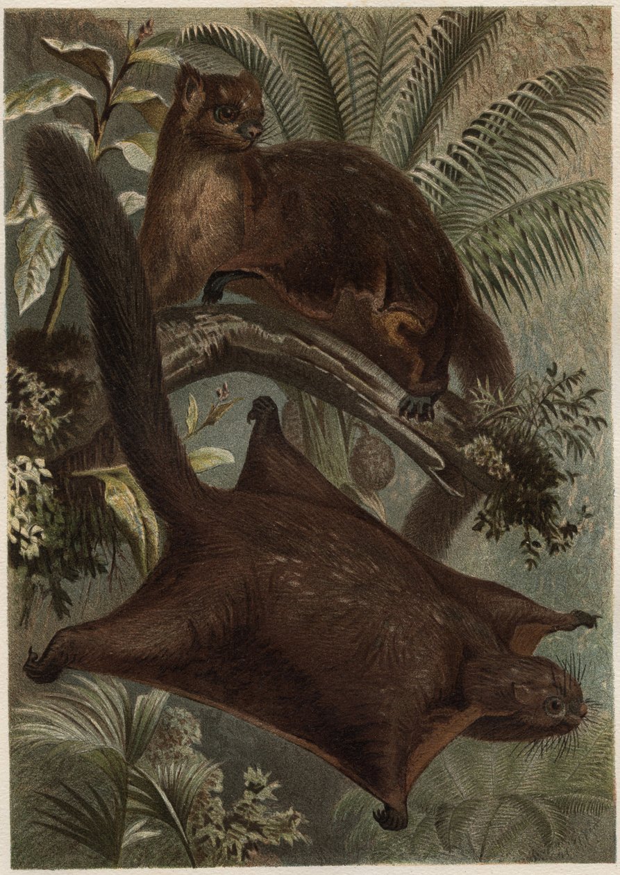 Flying Squirrel from 