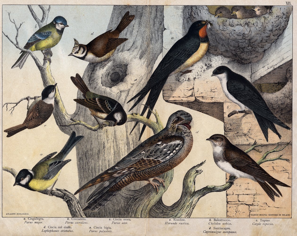 The 5 birds of the left - a: Swallow (Parus major), b: Blue-eyed (Parus coreulus), c: Black-haired (Parus ater), d: Black-eyed (Lopophanes cristatus), e: Black-eyed (Parus palustris) The 4 birds of the right - a: rustic swallow (Hirondo rustica), b: Swallo by Unknown artist