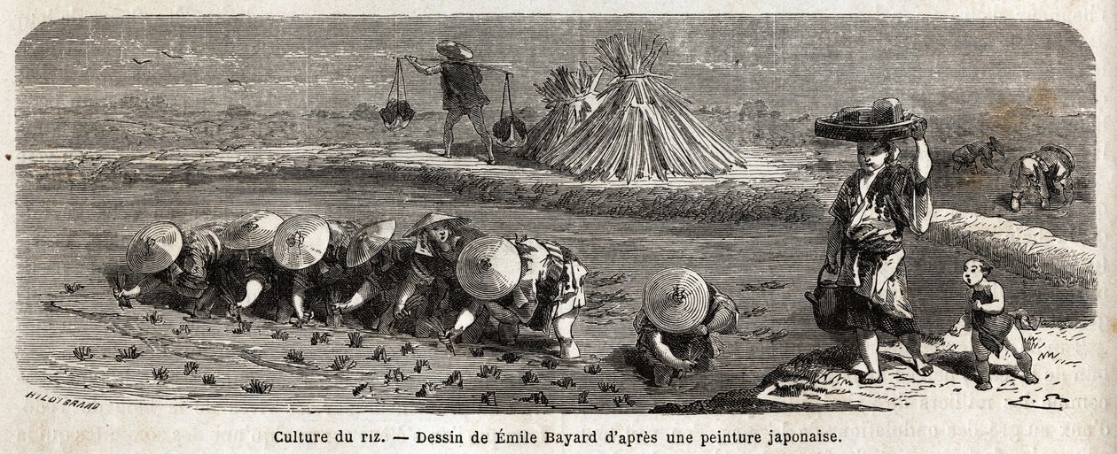 The cultivation of rice: second stage, the seeds are transplanted, carefully transplanted by tufts arranged in staggering, this is where the rice must grow and ripen before harvest, on the enclosure dams, straw fetuses are arranged to scare away the birds by Unknown artist