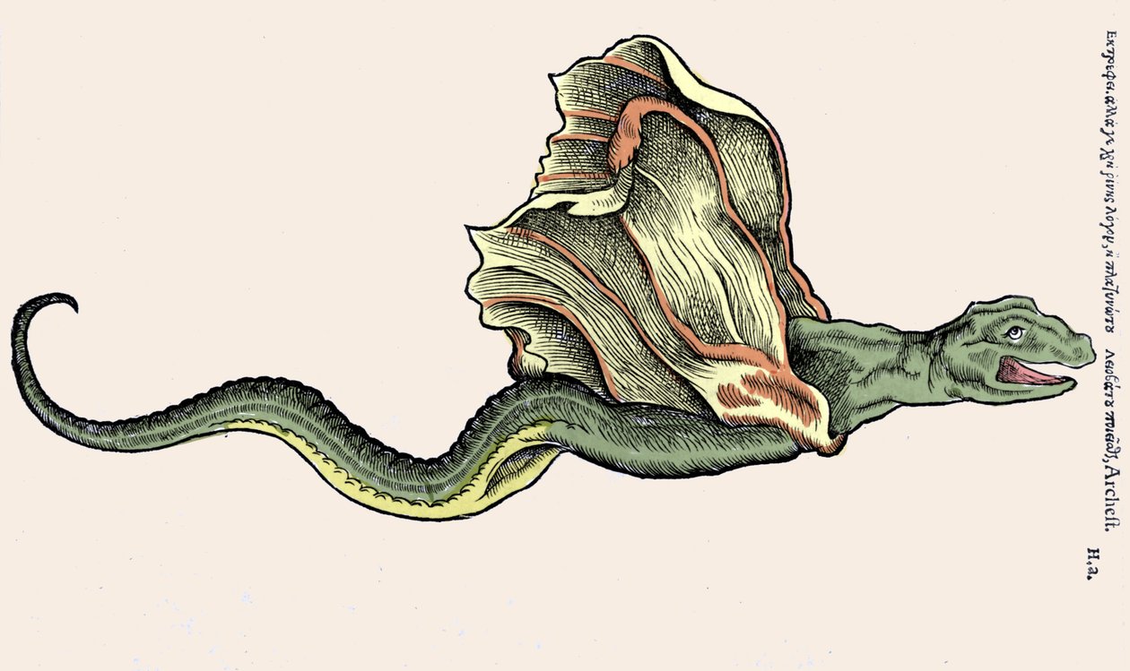 The flying dragon Amphiptere. Engraving in Historia Animalium by Conrad Gesner (1516-1565), Zurich by Unknown artist