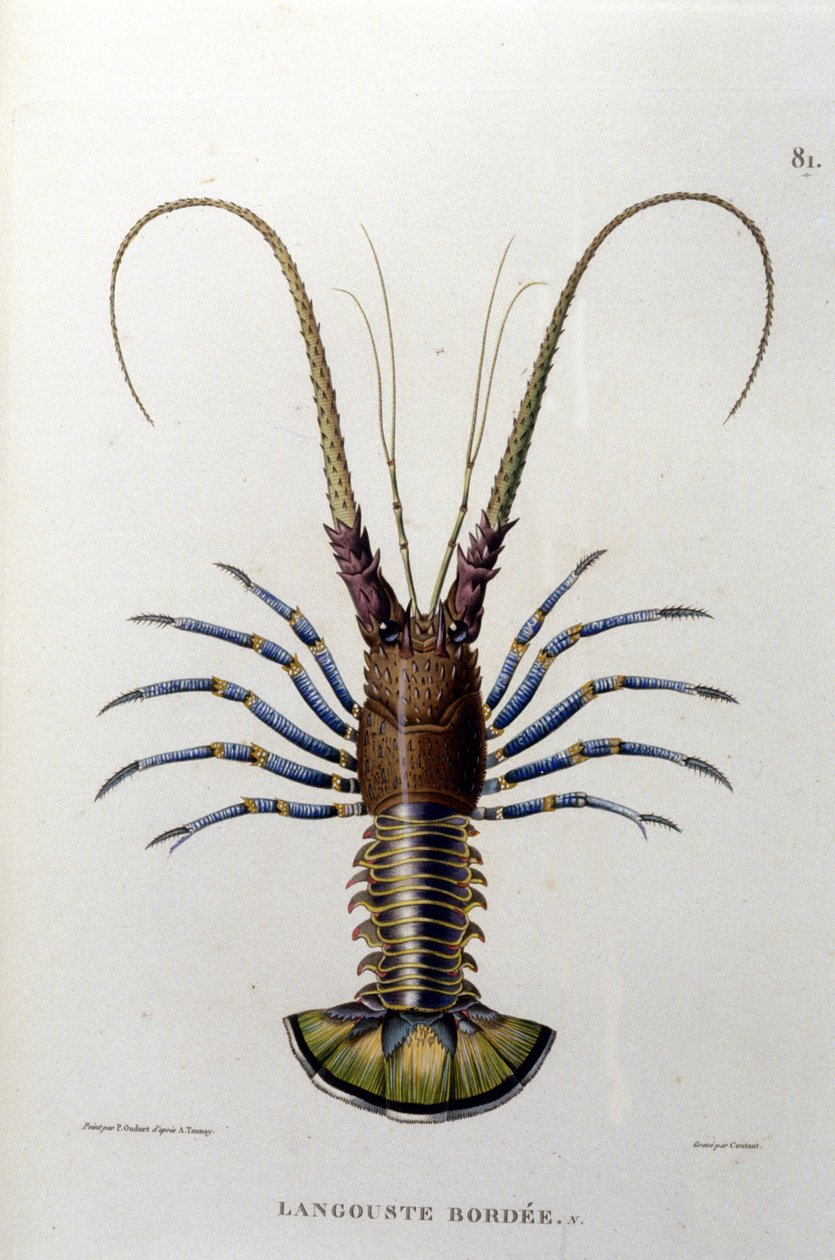 The lobster. 19th century by Unknown artist