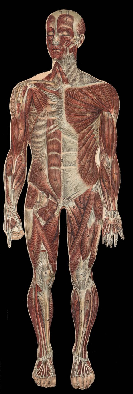 The muscles of the head, trunk and extremities on the anterior part of the body. In 