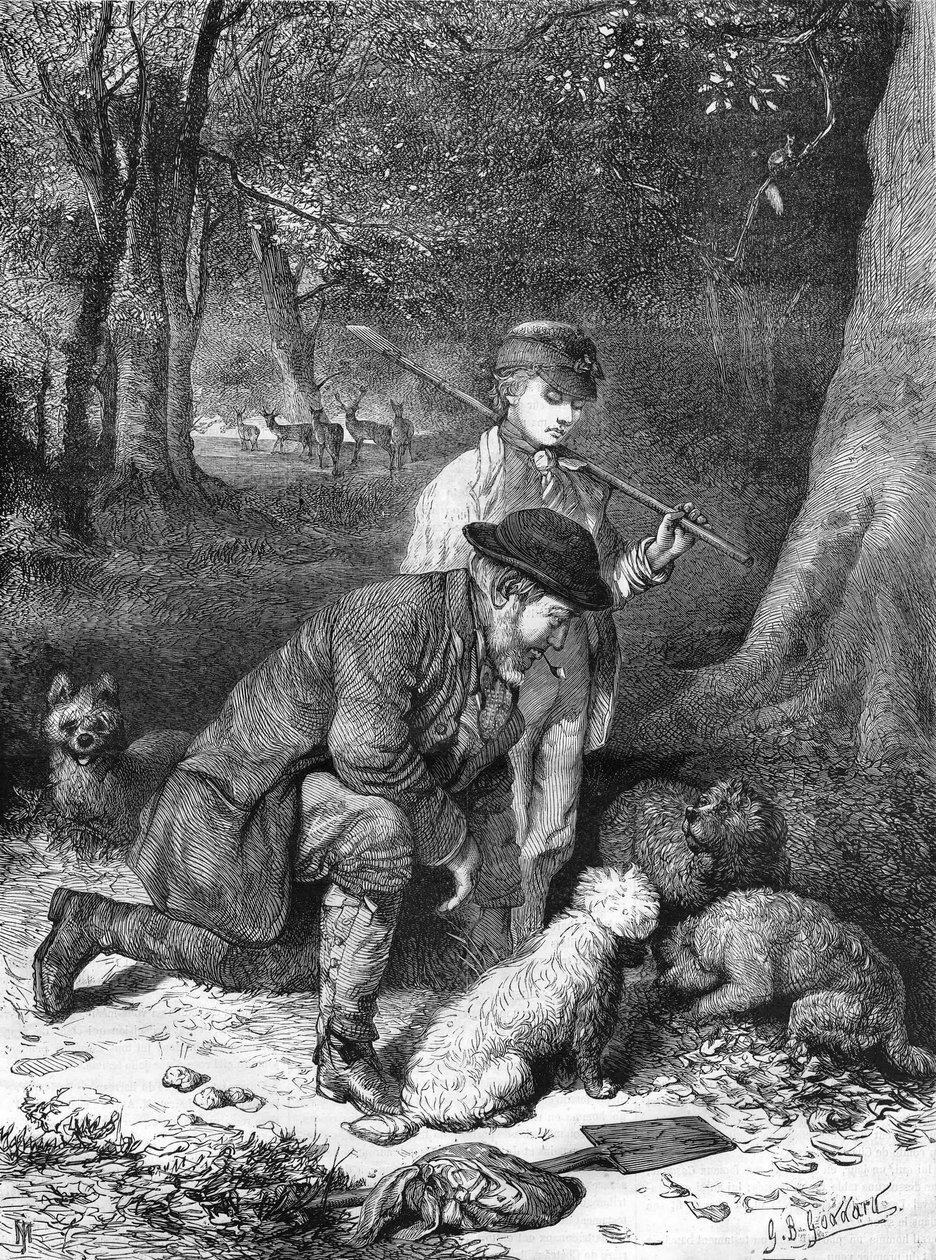 The Truffles. Engraving from 1870. by Unknown artist