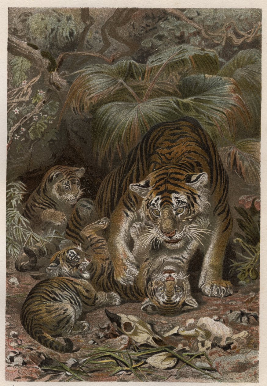 Tiger with cubs - engraving from 