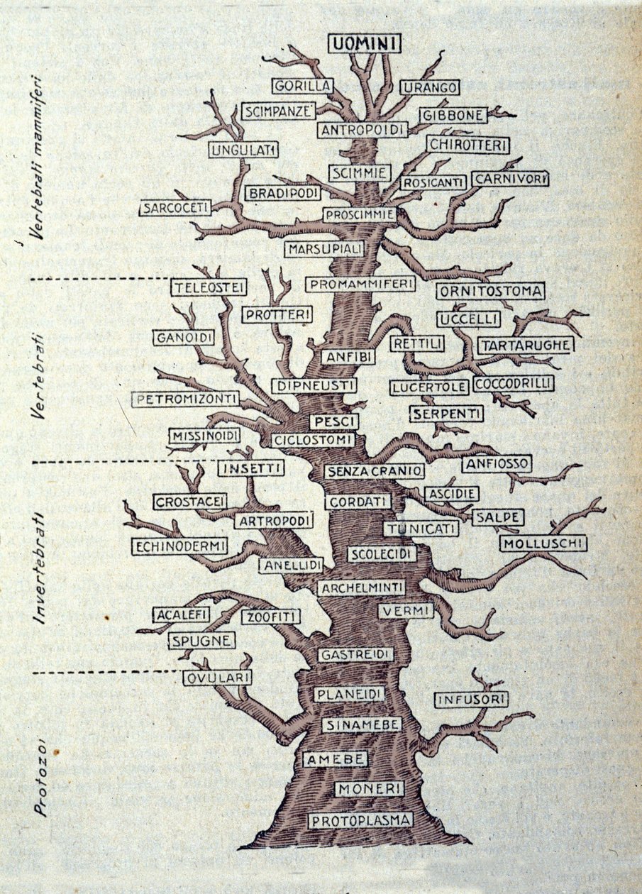 Tree of Evolution or illustrated board representing the classification of the animal kingdom by Unknown artist