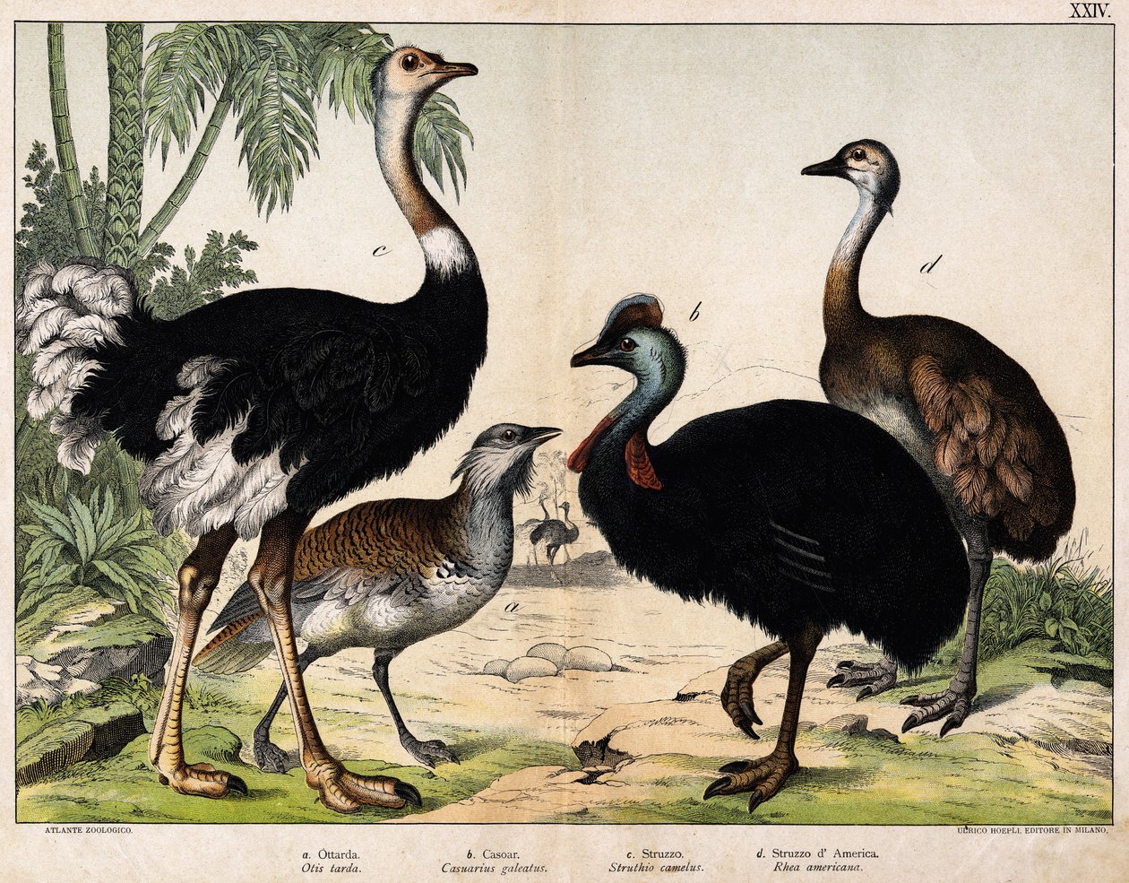 a: Grance bustard (Otis tarda), b: Casoar (Casarius galeatus), c ...
