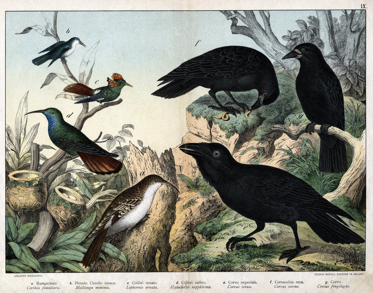 a: Treecreeper (Certhia familiaris), b: Small fly bird (Mellisuga minima), c: Ornate hummingbird (Lophornis ornata), d: Sapphire hummingbird (Hylocharis sapphirina), e: Imperial raven (Corvus corax), f: Black Crow (Corvus corone), g: Raven (Corvus frugileg by Unknown artist