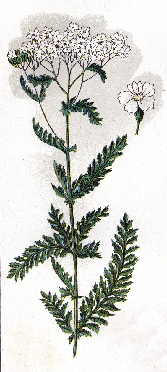 Illustration in 